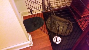 Plate 7: Soccer Ball Kitty's escape route involved her positioning the door just so, and walking out of the "courtyard" I'd created for her.