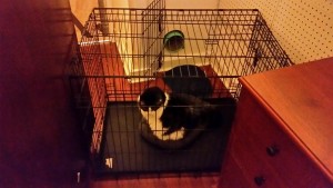 kittyjail