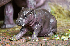 The pigmy hippo baby in a funny position by Tambako the Jaguar hippo photo