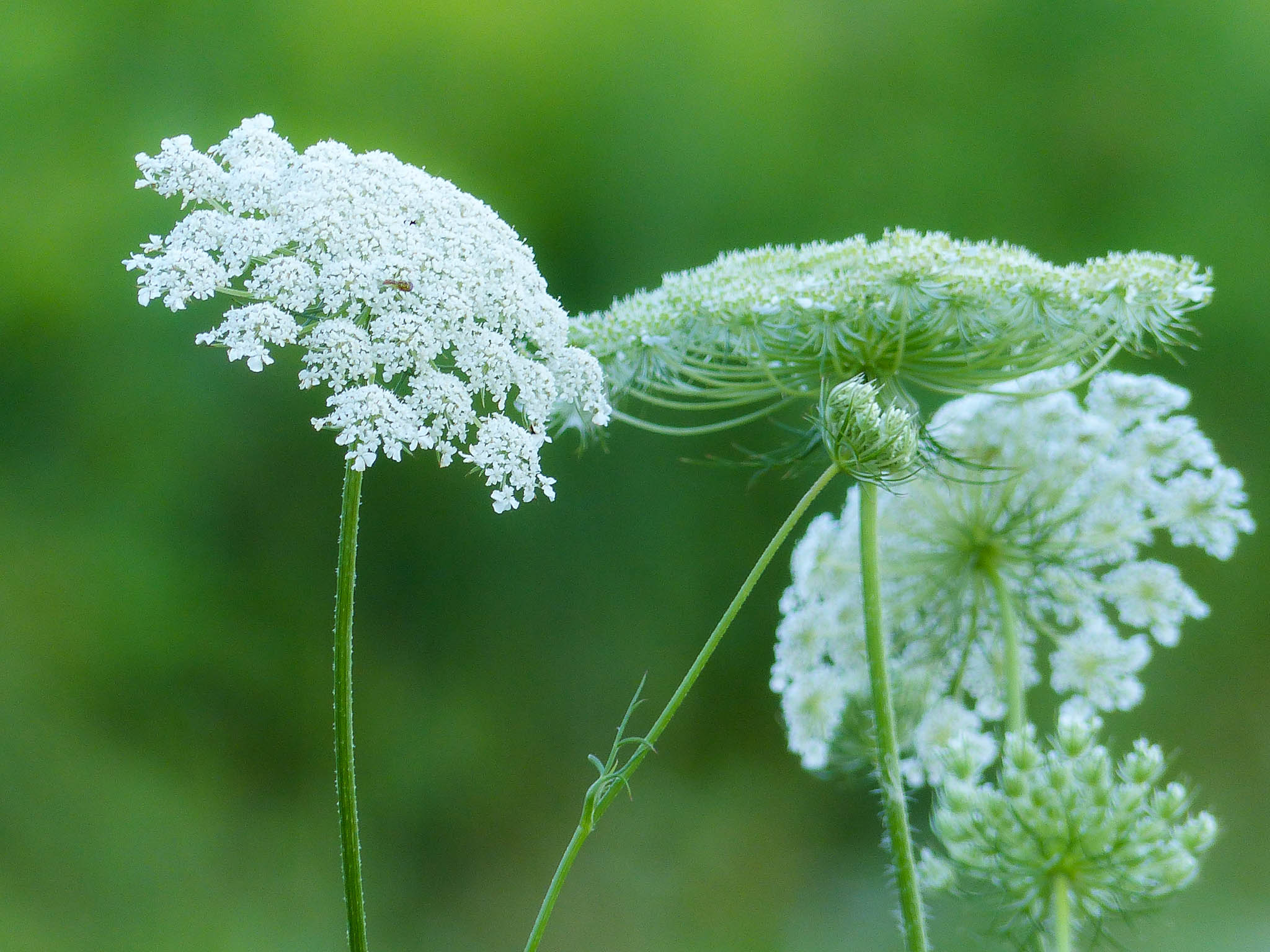 queen anne's lace herb