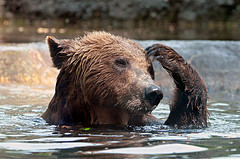 Scratching bear by Tambako the Jaguar bear photo