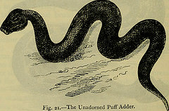 Image from page 101 of snake fang photo
