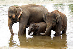 ONTARIO-00561 - Asian Elephant by archer10 (Dennis) (56M Views) elephant photo