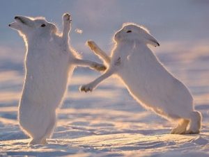 Image by Greenland Travel