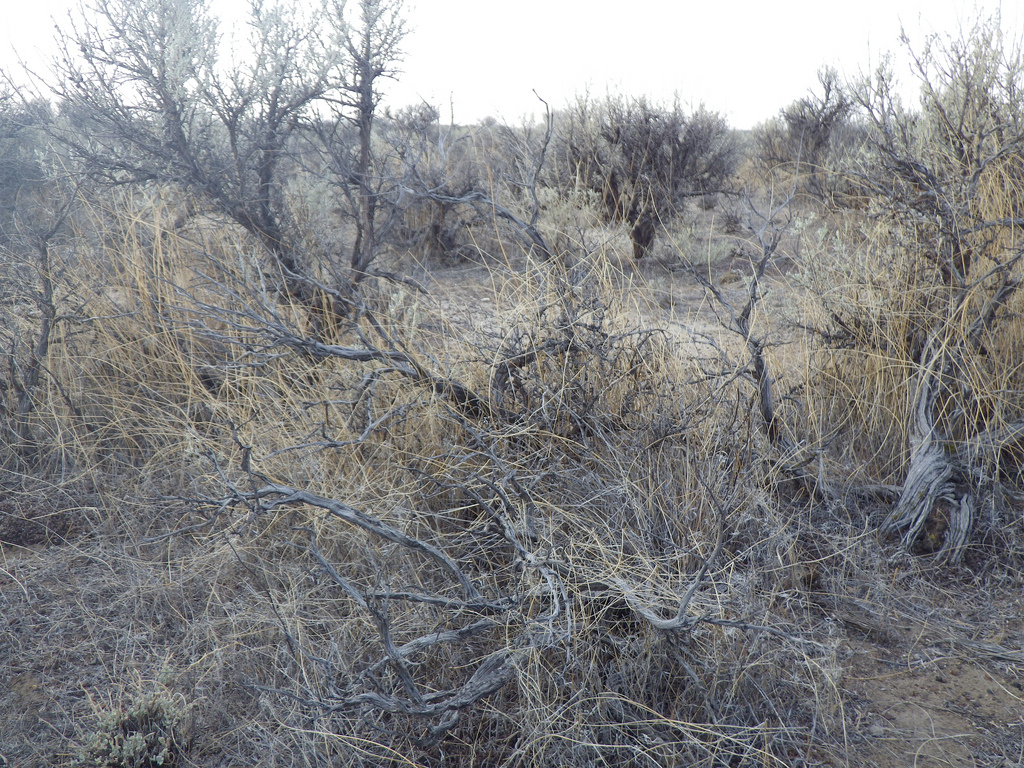 E of Burns Junction: Wyoming big sagebrush steppe by Matt Lavin sagebrush photo