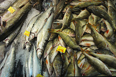 Fresh Fish (variant 2) by Petteri Sulonen fish photo