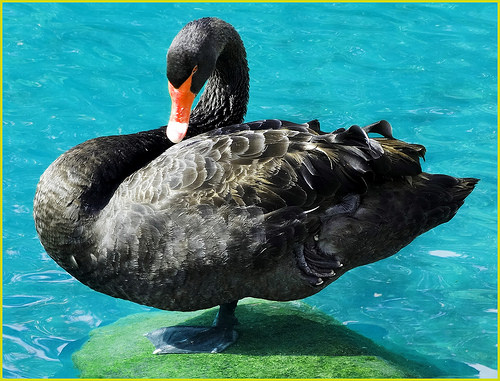 Black Swan, Palm Desert 2-22-14 by inkknife_2000 (5.5 million views) black swan photo