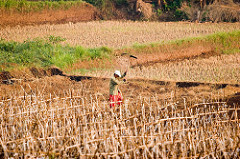 Dry Fields, Drought in Bogor Regency by DMahendra drought photo