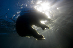 CPH ZOO The Arctic Ring by Stig Nygaard water bear photo