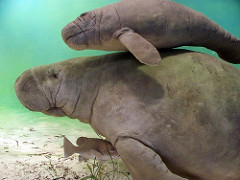 manatee by psyberartist manatee photo