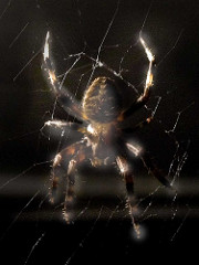 Spider by Counse spider photo