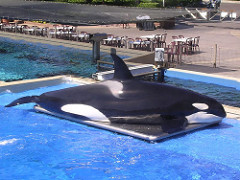 Orca by The Lamb Family orca photo
