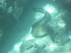 Eel by randychiu eel photo