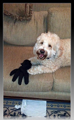 I got the glove by vidalia_11 labradoodle photo