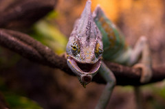 Chameleon by abolotnov creature photo