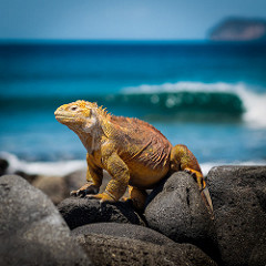 Galapagos land iguana. by Simon Matzinger uninhabited island photo