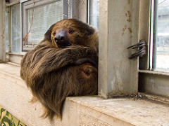 Linne's two-toed sloth by lorentey sloth photo