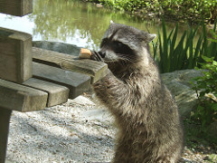 Raccoon by ZeMoufette raccoon photo