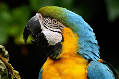 Parrots by Martin Pettitt parrot photo