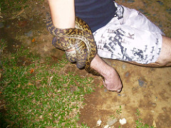 Amethystine Python by laughingface2 python photo