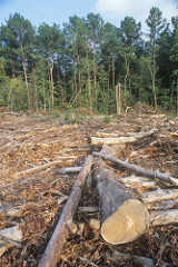 Deforestation in Nigeria by Foreign and Commonwealth Office deforestation photo