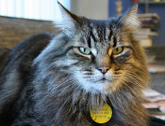 Cat by feverblue cat photo