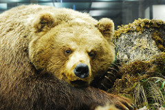 DSC_1205 by dvanhorn russian bear photo