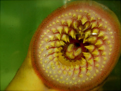 La boca de la lamprea - II by edans lamprey photo