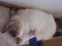 Twinkie sleeping by gilmae twinkies photo