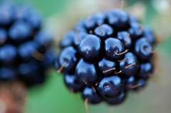 blackberry by steve_lodefink Blackberry photo