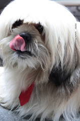 Pets: Bobby by * Tamaris Fontanella * pet photo