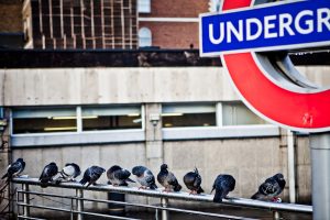 Linky Friday: Prisoners of London