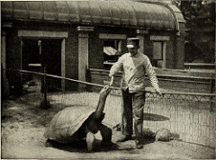 Image from page 160 of st nicholas serial photo