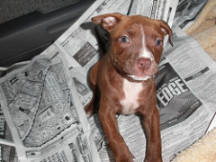 by melgupta pitbull photo