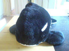 Orca by schoschie orca photo