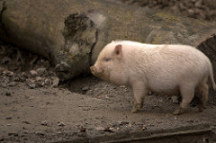 Zoo Osnabrück, Miniature pig by Karl Stiler pig photo