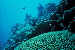 Coral Reef, Florida by eutrophication&hypoxia coral photo