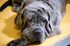 Neapolitan mastiff by gomagoti pet dog photo