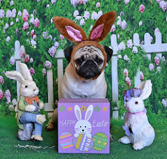 Easter Bunny Boo Lefou by DaPuglet good dog photo