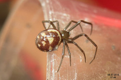 Steatoda grossa (FG) by davidshort brown widow spider photo