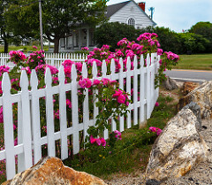 Sea Roses With Fence by Me in ME picket fences photo