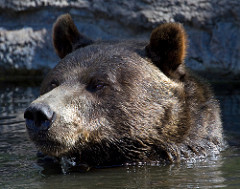 Grizzly Bear 4 by ahisgett brown bear photo