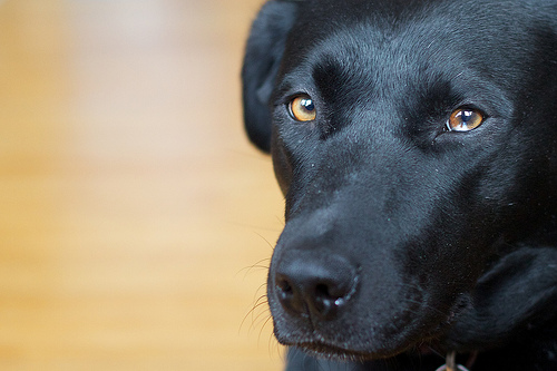 Stella Stare by cogdogblog dog staring photo