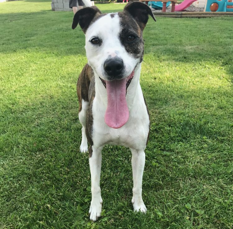 pet adoption