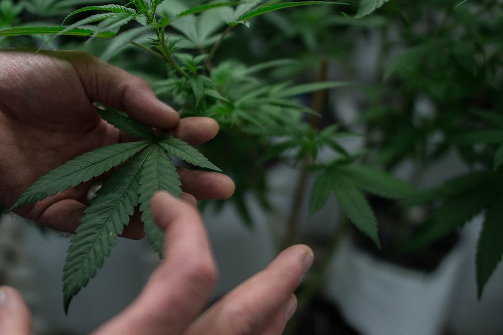 marijuana