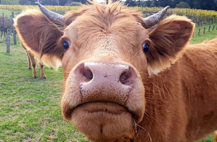 cow