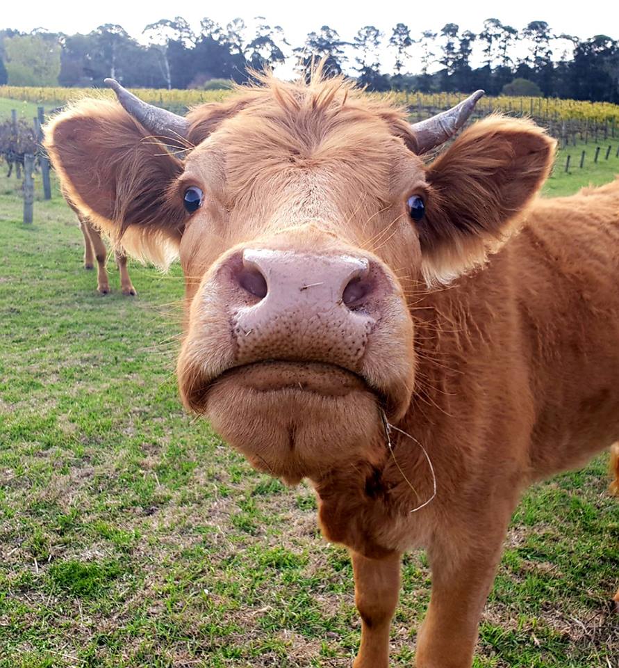 cow