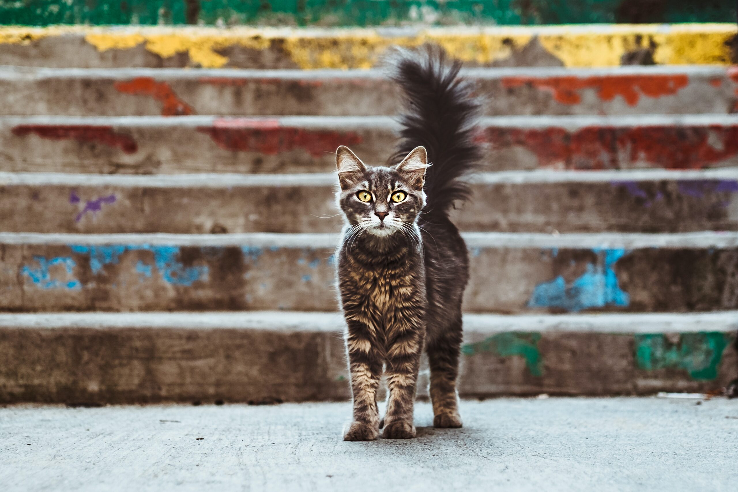 Devcat image