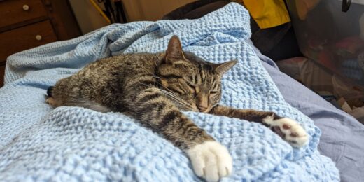 Kitty Alice Sleeping, Arms Open Wide