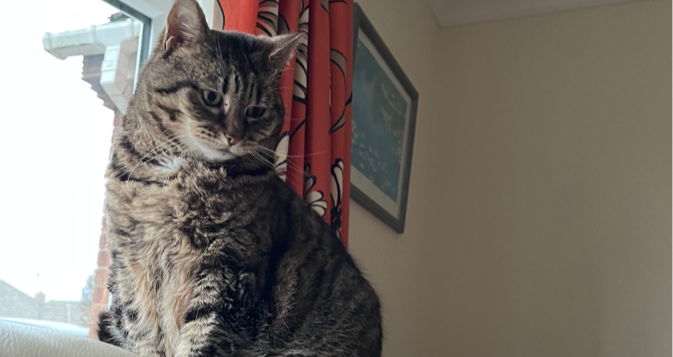 Cats Are The Best